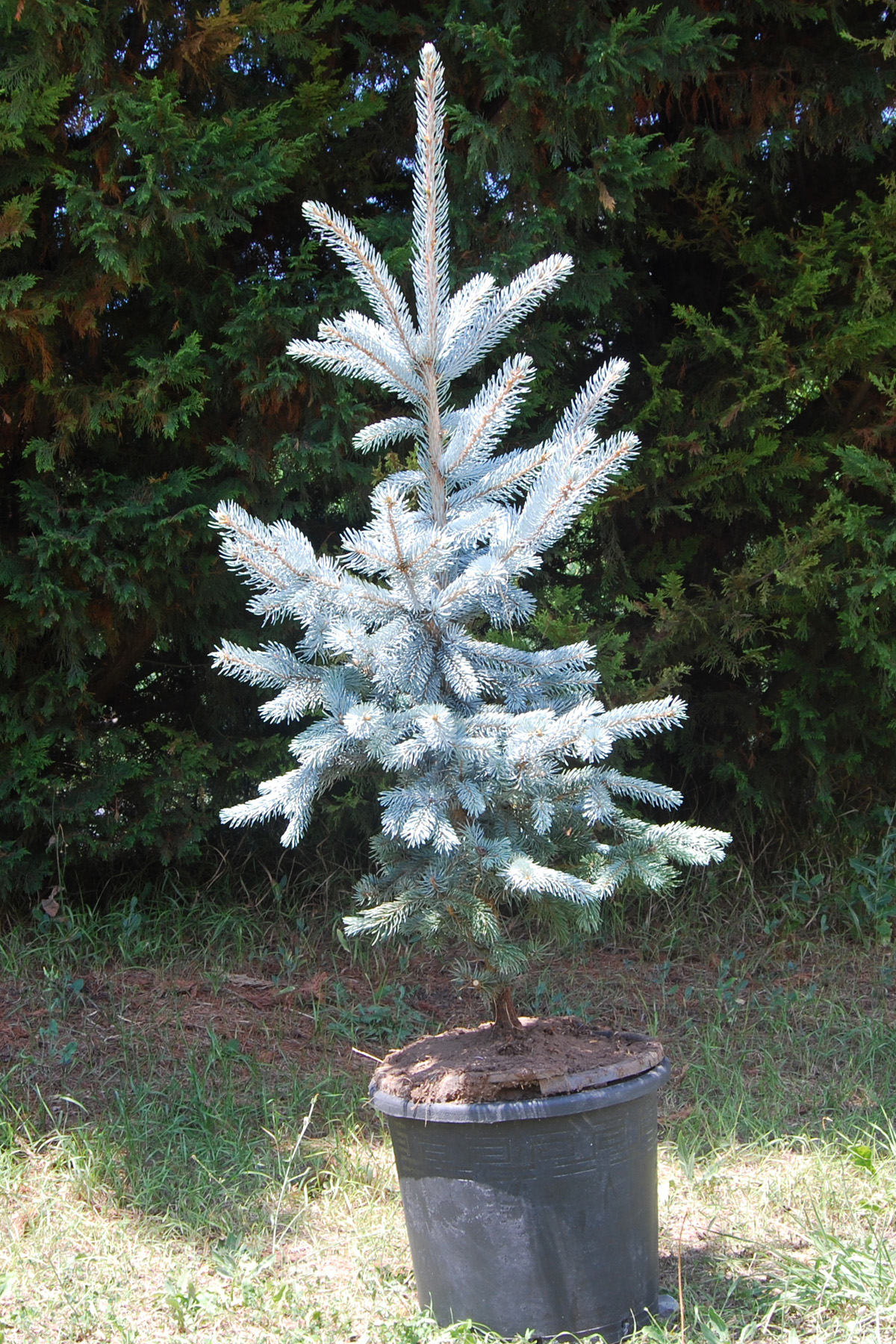 Aşılı Mavi Ladin (125-150 cm)