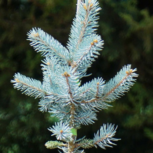 Aşılı Mavi Ladin (30-40 cm)