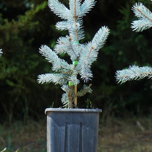 Aşılı Mavi Ladin (40-50 cm)