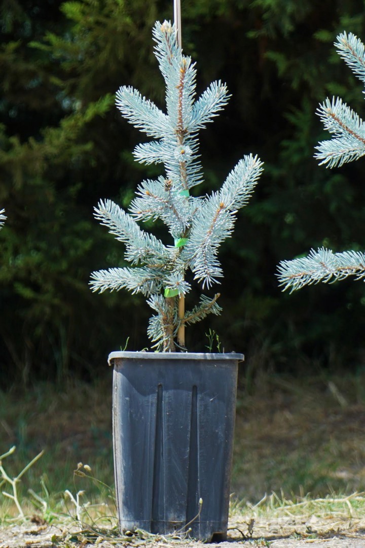 Aşılı Mavi Ladin (40-50 cm)